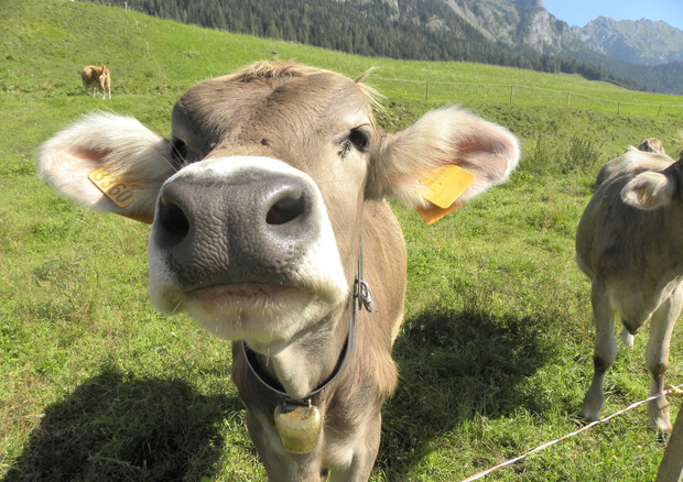 Produttori Ue, no a nuova legislazione su benessere animali © ANSA 