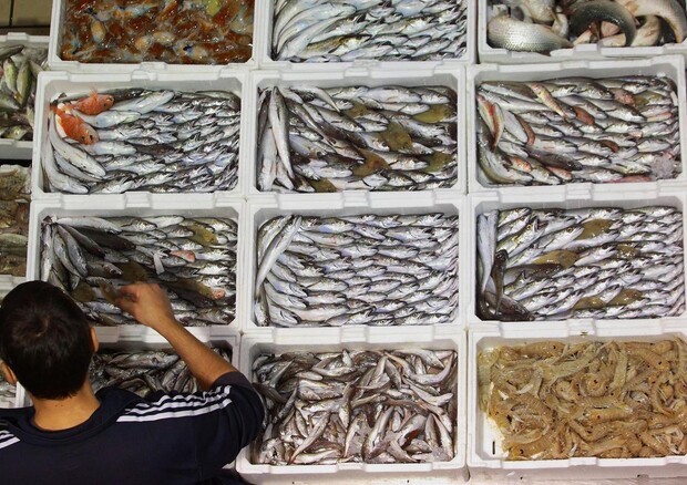 Pesca: Commissione Ue, 90% specie Mediterraneo sovrasfruttate © ANSA