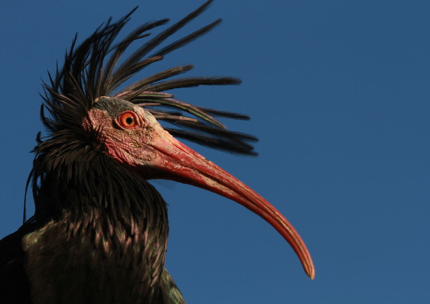 Gli ibis eremita di oasi Orbetello migrano verso Nord © ANSA