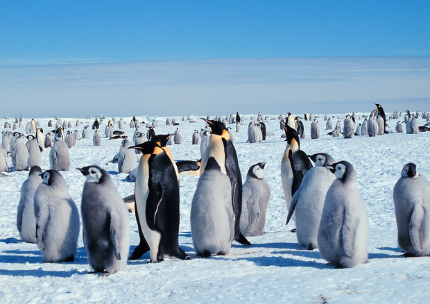 Pinguini imperatore (fonte: Michael Van Woert, NOAA NESDIS, ORA) © Ansa