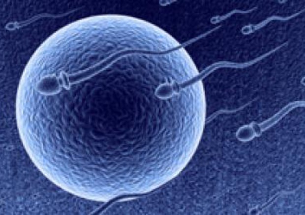 Spermatozoi e ovulo (fonte: Nih) © Ansa