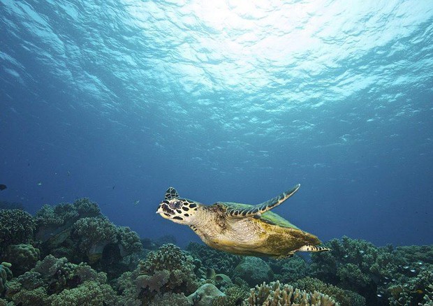 Biodiversità, nel mondo solo il 4% degli oceani è protetto © ANSA
