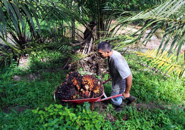 Italia raddoppia import 2015 olio di palma dalla Malesia © ANSA