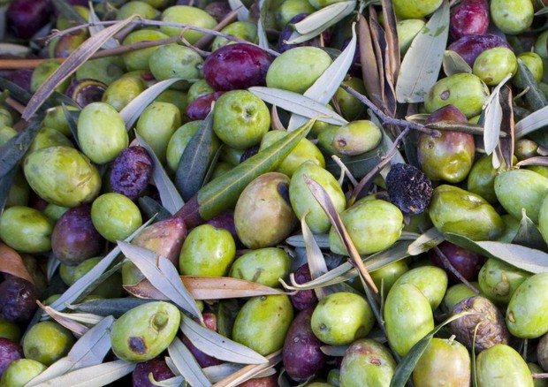 Olio extravergine di oliva © ANSA