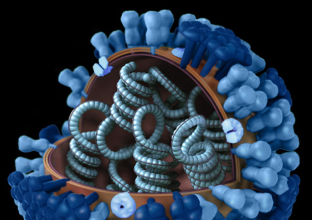 Rappresentazione grafica del virus H1N1 in circolazione nel 2009 (fonte: CDC) © Ansa