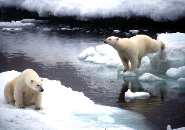 Orsi polari al Polo Nord © ANSA 