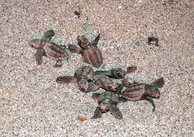 Boom di nascite di baby tartarughe marine in Italia © ANSA 