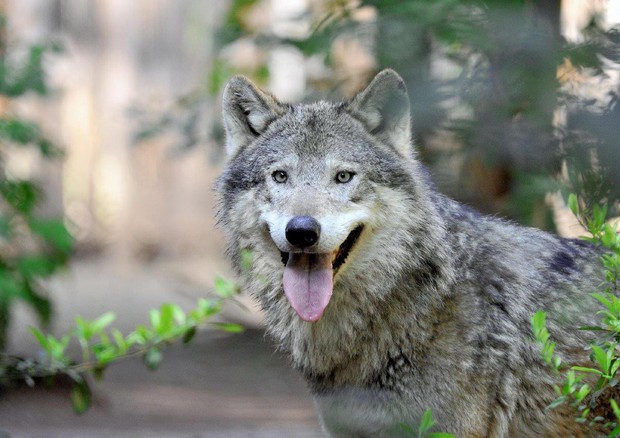 Uccisi 115 lupi in tre anni, 40% per bracconaggio © ANSA