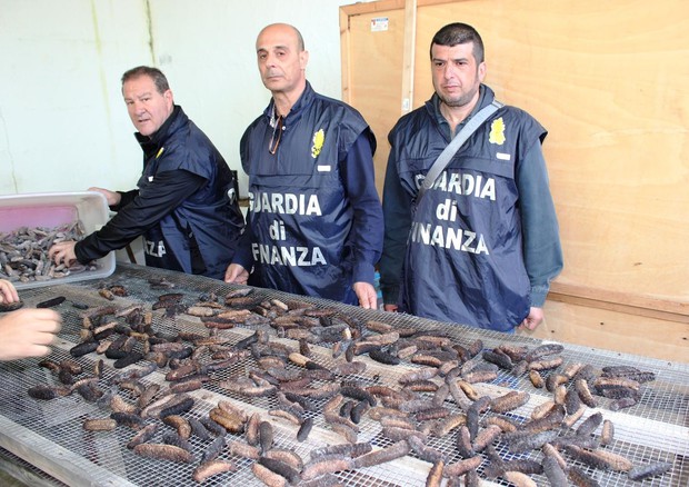 Battistoni (Mipaaf), dal primo gennaio stop pesca cetrioli marini © ANSA