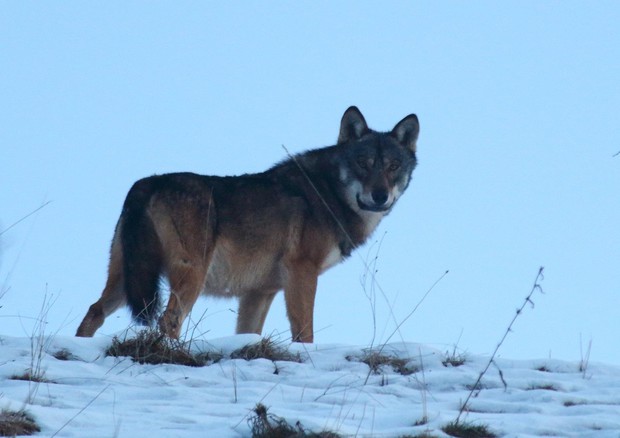 Regioni fanno marcia indietro su riapertura caccia ai lupi © ANSA