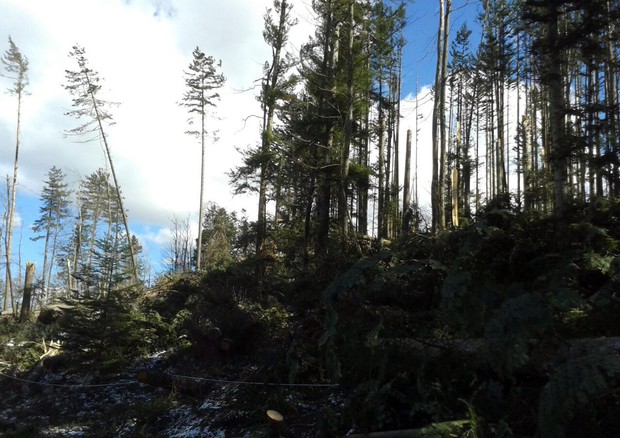 Foreste, 12 milioni ettari e filiera legno vale 1,6% Pil © ANSA