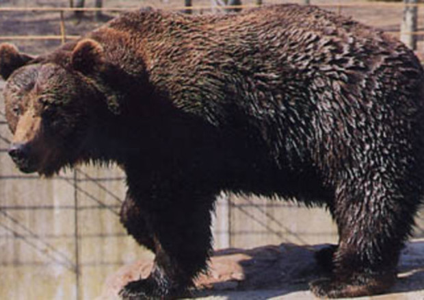 Morto Bruno, l'orso di 36 anni, soppresso dopo aggravamento condizioni salute © Ansa