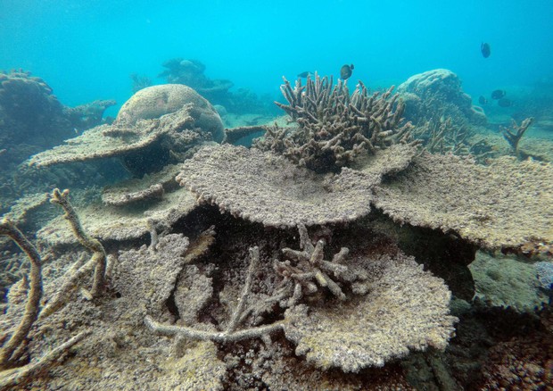 La Grande Barriera Corallina © ANSA