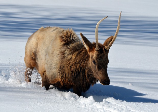 Manca il ghiaccio perenne, in crisi le renne della Mongolia © Ansa