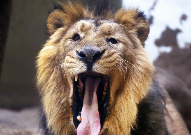 Tre leoni decapitati dai bracconieri in Sudafrica © AP