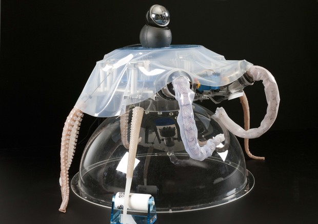 Octopus, il robot polpo progettato e costruito in Italia, nella Scuola Superiore Sant'Anna (fonte: Jennie Hills, The London Science Museum) © Ansa