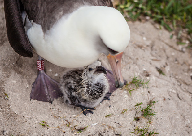 Albatros Wisdom con il piccolo Kukini © Ansa