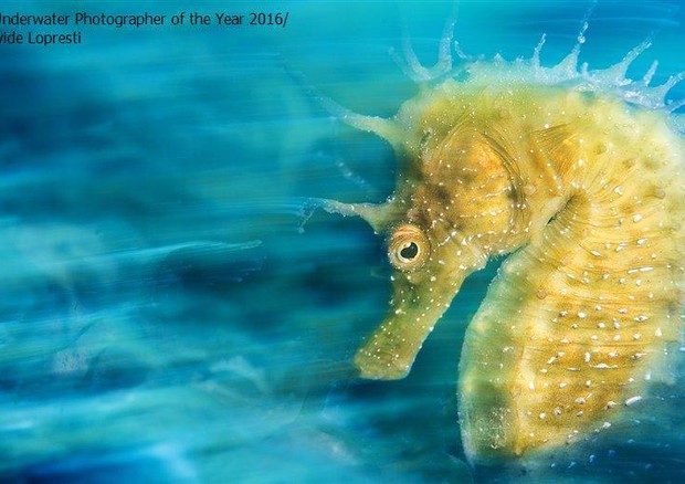 Underwater Photographer of the Year 2016 © ANSA