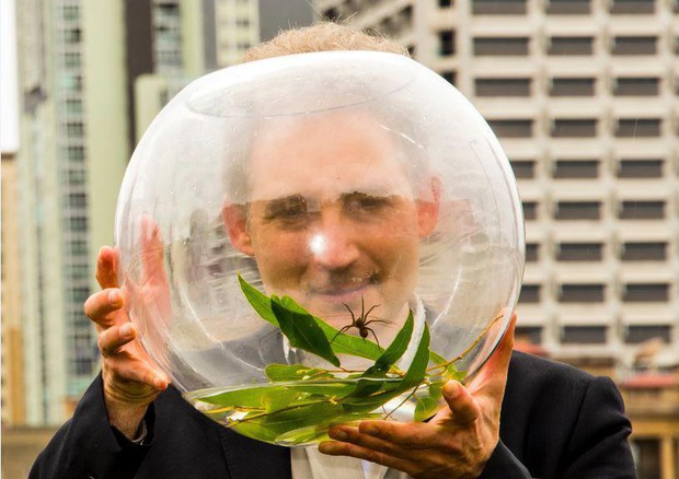 Nuovo ragno australiano chiamato Brian Greene come fisico (foto: World Science Festival Brisbane) © ANSA