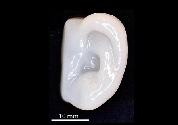 Cartilagine umana stampata in 3D a forma di orecchio (fonte: American Chemical Society) © Ansa