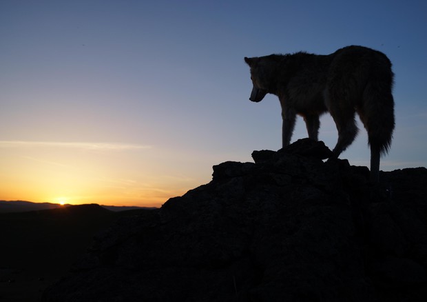 Primo sì tecnico a Piano lupo, prevede abbattimento controllato © ANSA