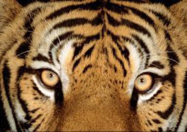 Il 29 luglio la Giornata mondiale della tigre, solo 3.890 rimaste © ANSA