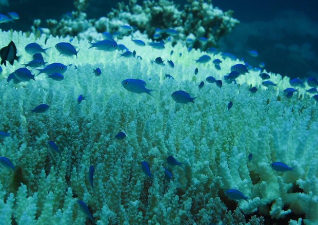 Clima, lo sbiancamento dei coralli in Malesia (Credit: Paul via Flickr) © ANSA