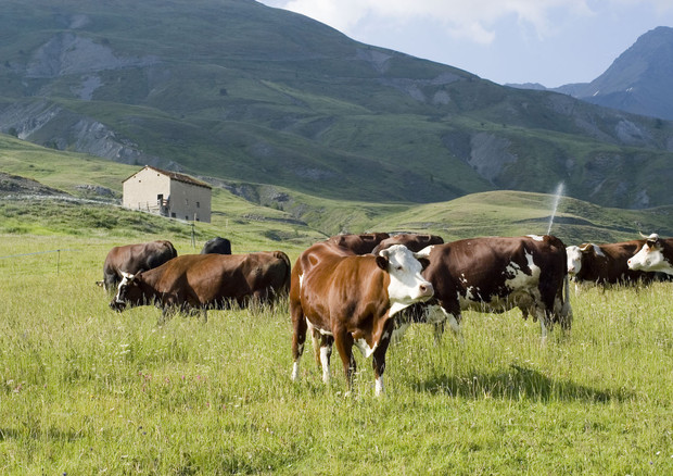 Una mandria di mucche da latte © ANSA