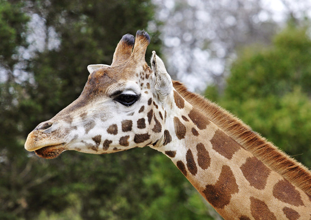 Allarme dei biologi, giraffe a rischio di estinzione © Ansa