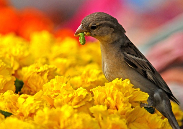 Compagna infedele? Il passero dà meno alimenti ai figli © ANSA