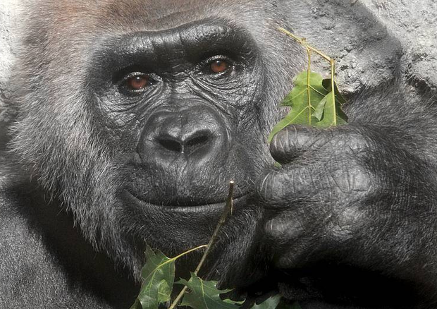 Muore la gorilla con record di longevità (foto: Matthias Besant) © Ansa