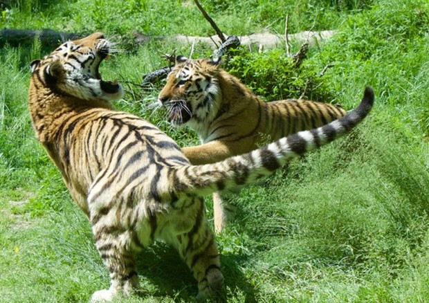 Tigri del Parco Natura Viva (Bussolengo) © ANSA