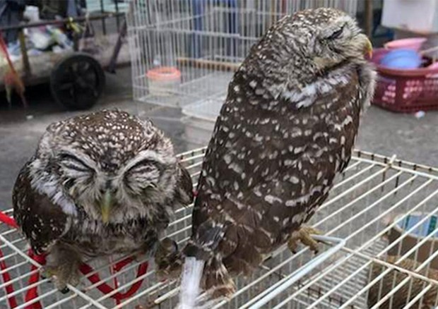 Uccelli protetti venduti illegalmente a Bangkok (Foto: M.Phassaraudomsak - TRAFFIC) © ANSA