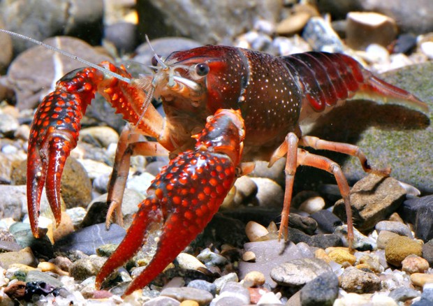 Gambero rosso della Louisiana - Procambarus clarkii ph Alessandro Calabrese © ANSA