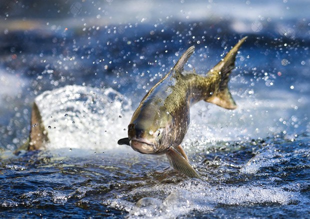 Il 50% dei salmoni allevati per il ripopolamento è sordo © ANSA