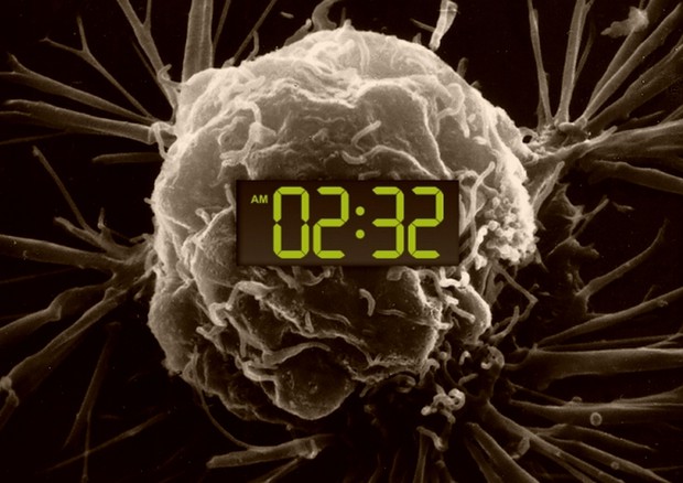 La nuova scommessa della lotta ai tumori è riuscire a riprogrammare l'orologio biologico delle cellule malate (fonte: National Cancer Institute, Christine Daniloff/MIT) © Ansa