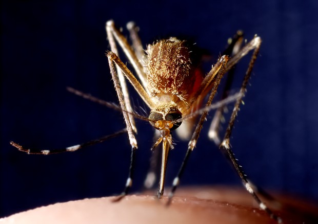 Malaria: casi Taranto; Asl,malattia contratta in Italia © Ansa