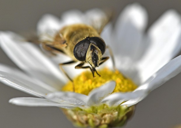Miele, in 3/4 casi contaminato da una famiglia di pesticidi © AP