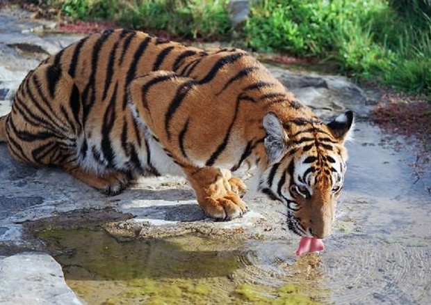 La tigre è uno degli animali a rischio d’estinzione (fonte: Taragui, WikimediaCommons) © Ansa