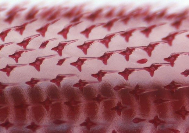 Immagine  al microscpio della pelle di uno squalo (fonte: Andrew Gillis, Gillis Lab) © Ansa