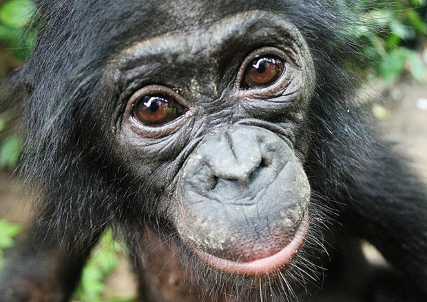 Un esemplare di bonobo (fonte: Lola ya Bonobo Sanctuary) © Ansa