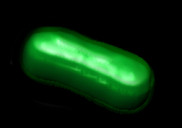 Il batterio semi-sintetico che produce una proteina fluorescente grazie a unità di informazione non naturali (fonte: William B. Kiosses; wkiosses@scripps.edu) © Ansa