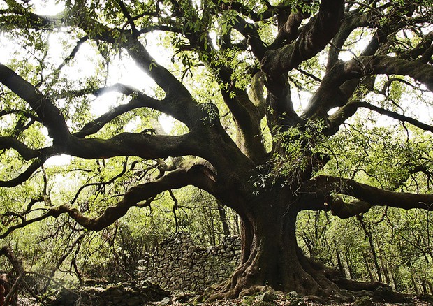 Si arricchisce l'Elenco degli alberi Monumentali d'Italia © ANSA