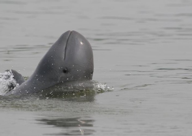 L’orcella o delfino di Irrawaddy - Foto: IUCN - Xiaoqiang Wang © ANSA