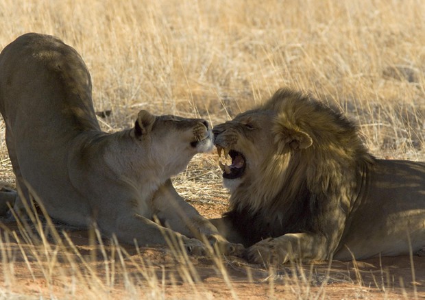 WWW amori animali - leoni - Wim van Passel / WWF © ANSA