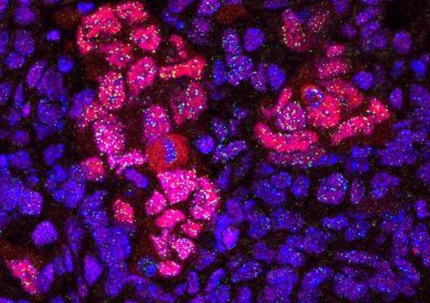 Proteine ​​del pancreas di un topo riprogrammato (Fonte: Spanish National Cancer Research Centre (CNIO)) © Ansa