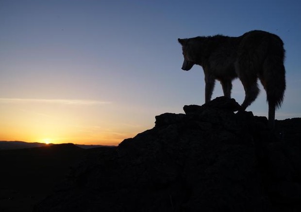 In Italia ci sono fra 1.170 e 2.600 lupi © Ansa