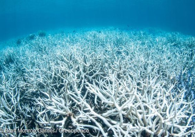 Barriera corallina australiana verso collasso, c'è piano governo © ANSA