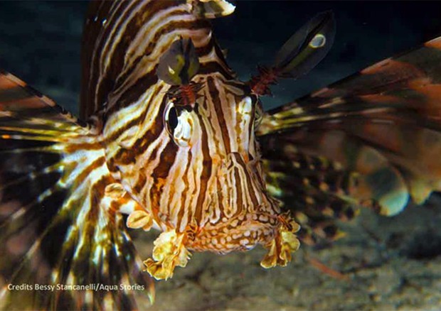 Pesce scorpione in acque italiane (CREDIT: Bessy Stancanelli - Aqua Stories) © ANSA