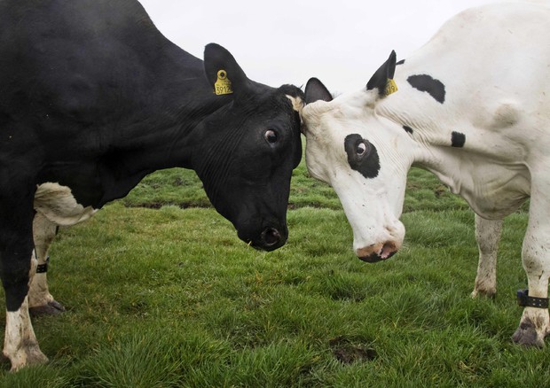 Troppo caldo per le mucche, produzione latte ridotta del 20% © ANSA